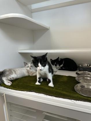 Enlarge Canoe, a Adoptable mixed breed in Traverse City, MI image 2/3