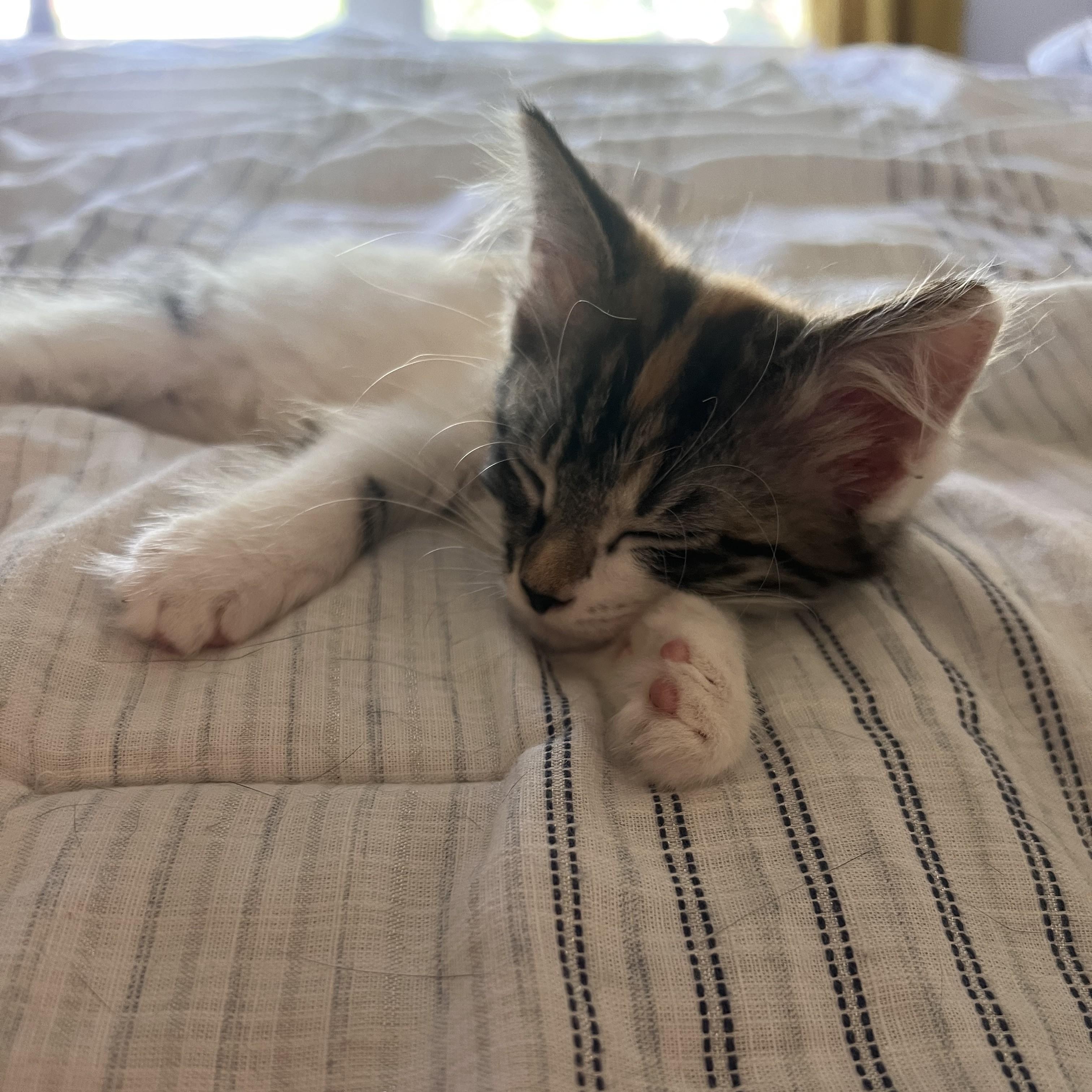 Enlarge Burrata, an adopted Domestic Medium Hair in Albany, NY image 3/3