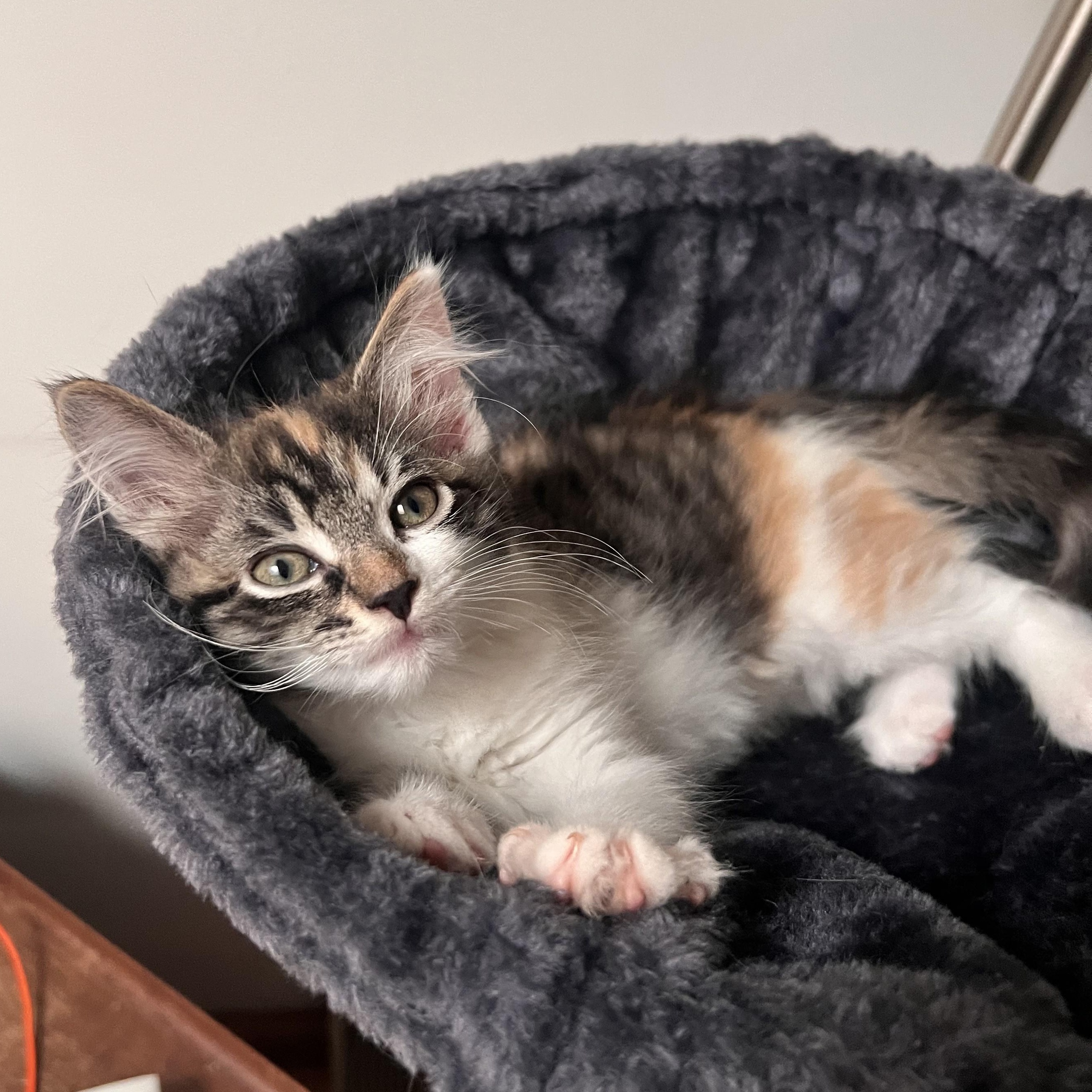 Burrata, adopted, Kitten Female Domestic Medium Hair.