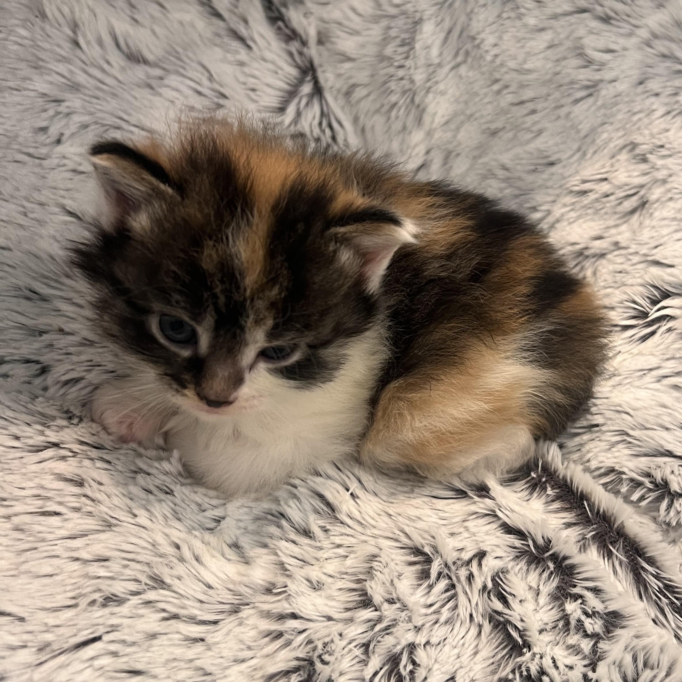 Enlarge Burrata, an adopted Domestic Medium Hair in Albany, NY image 2/3