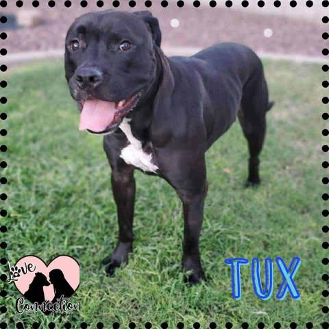 Tux, Adoptable, Young Male Boxer.