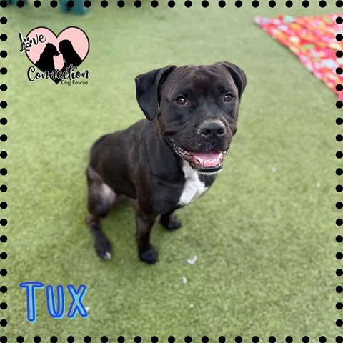Tux, Adoptable, Young Male Boxer.