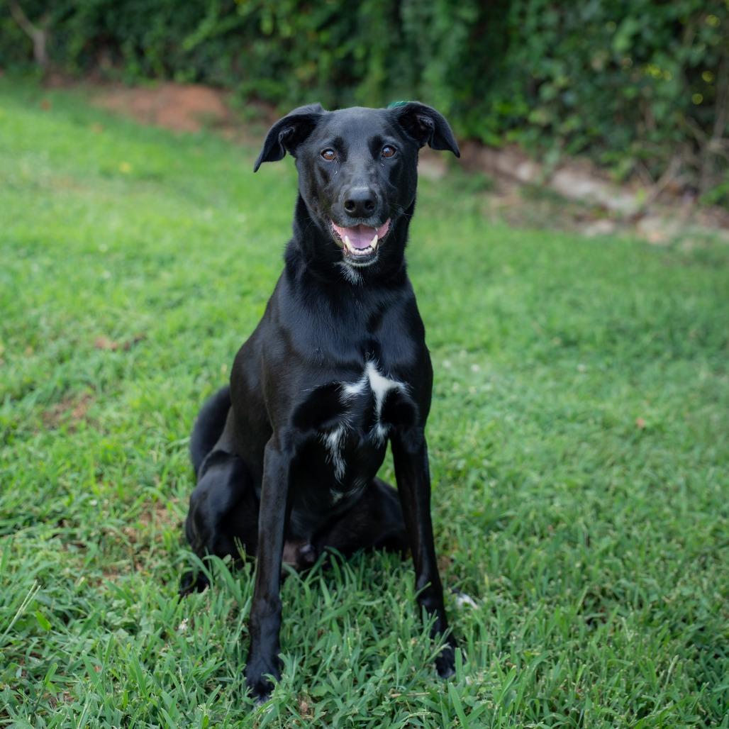 Boone, Adoptable, Adult Male Doberman Pinscher & Shepherd.