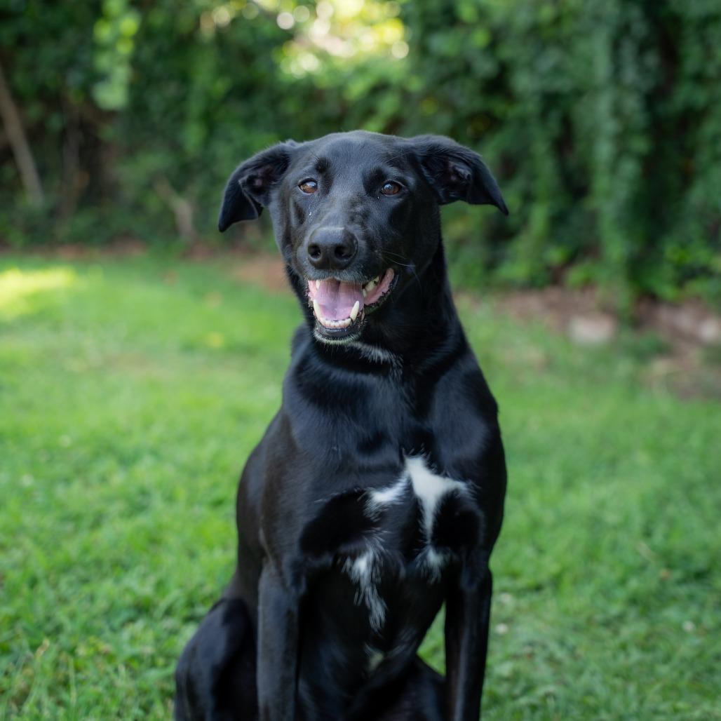 Boone, a Adoptable mixed breed in Gainesville, GA image 4/6