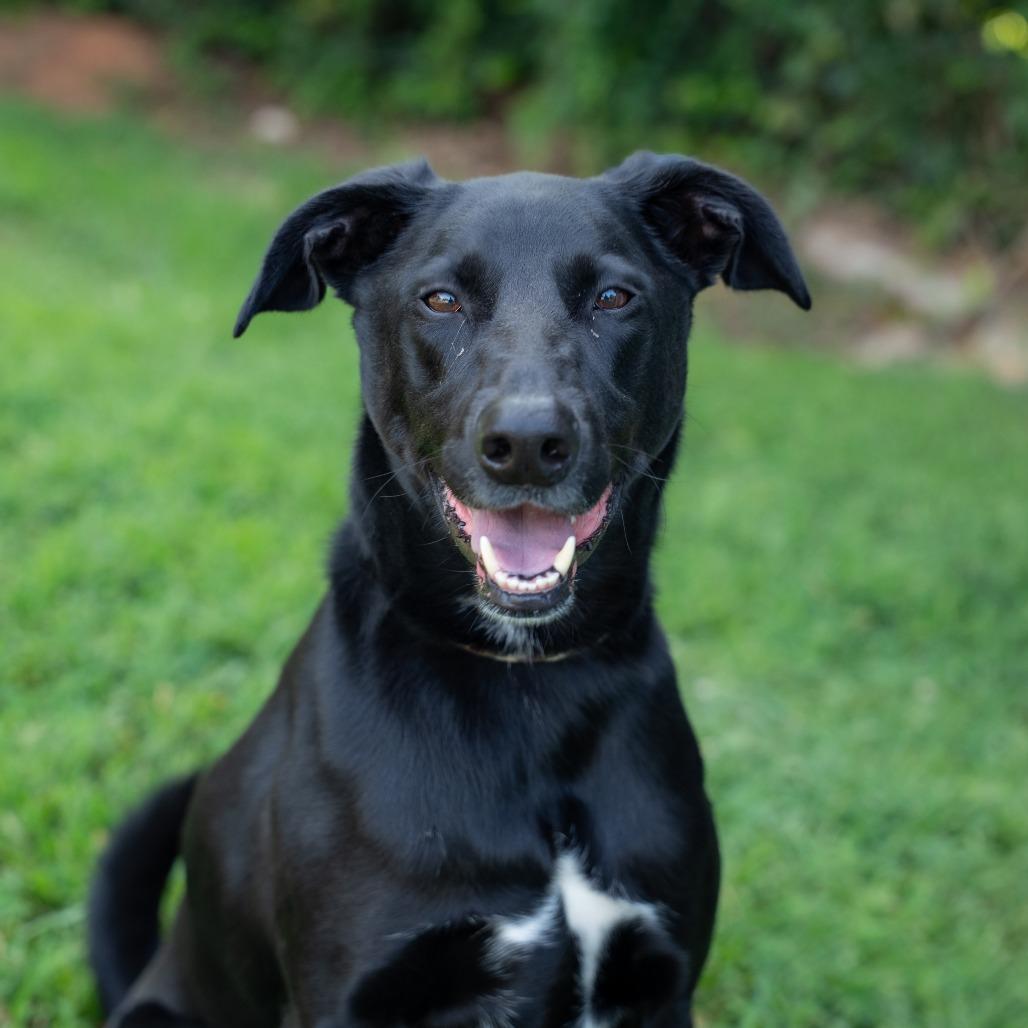 Boone, a Adoptable mixed breed in Gainesville, GA image 5/6