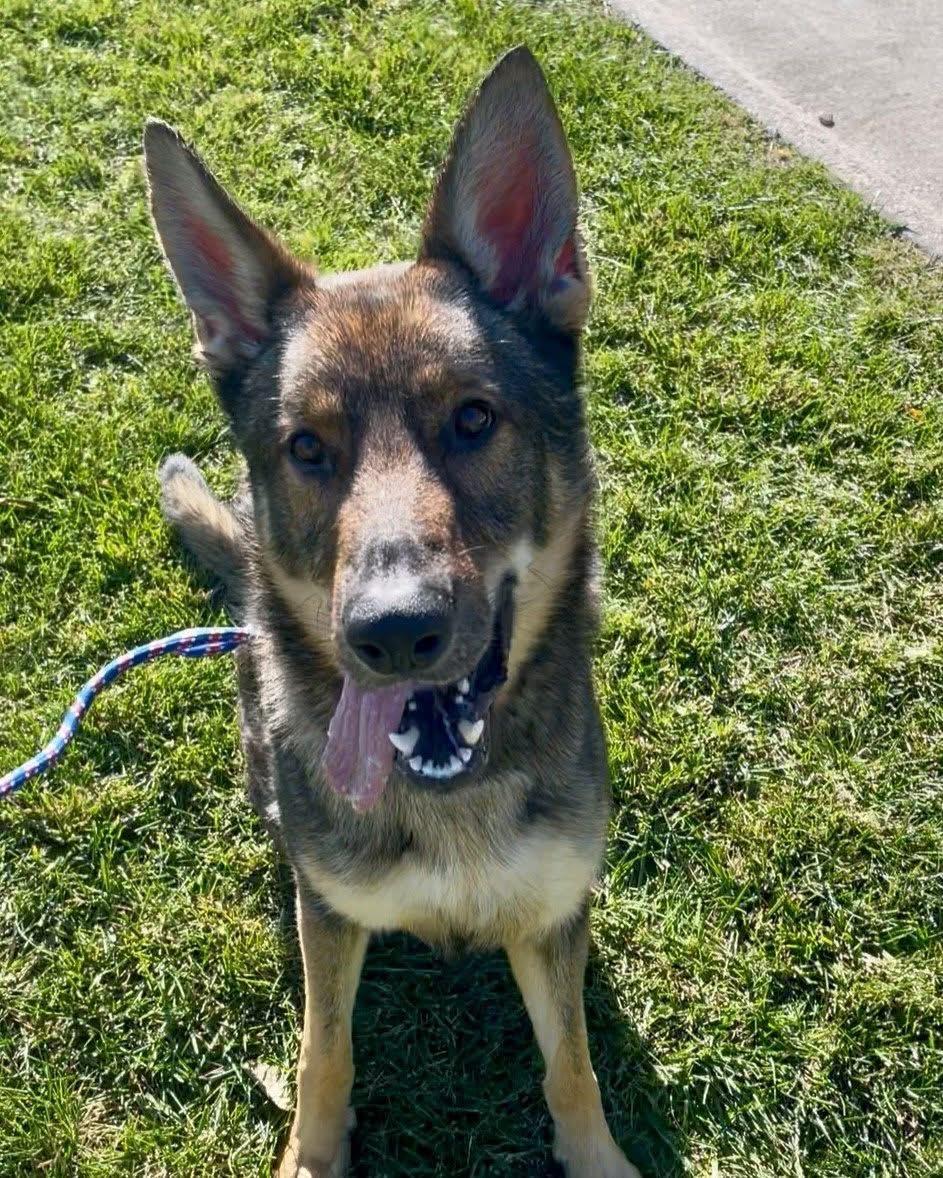 Achilles , ADOPTABLE, Adult Male German Shepherd Dog.