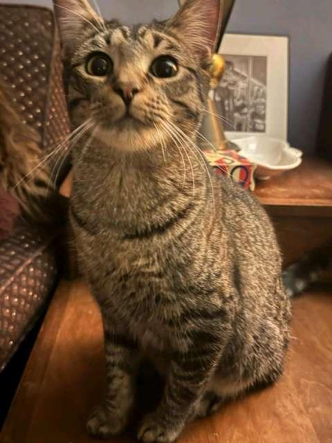 Billie Holiday, Adoptable, Kitten Female Domestic Short Hair & Tabby.