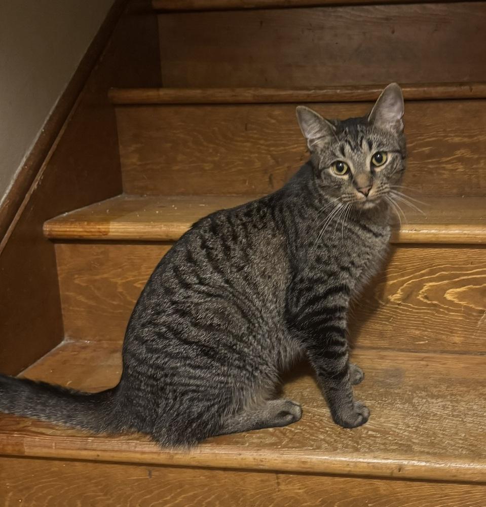 Enlarge Billie Holiday, a Adoptable mixed breed in Cleveland, OH image 4/4
