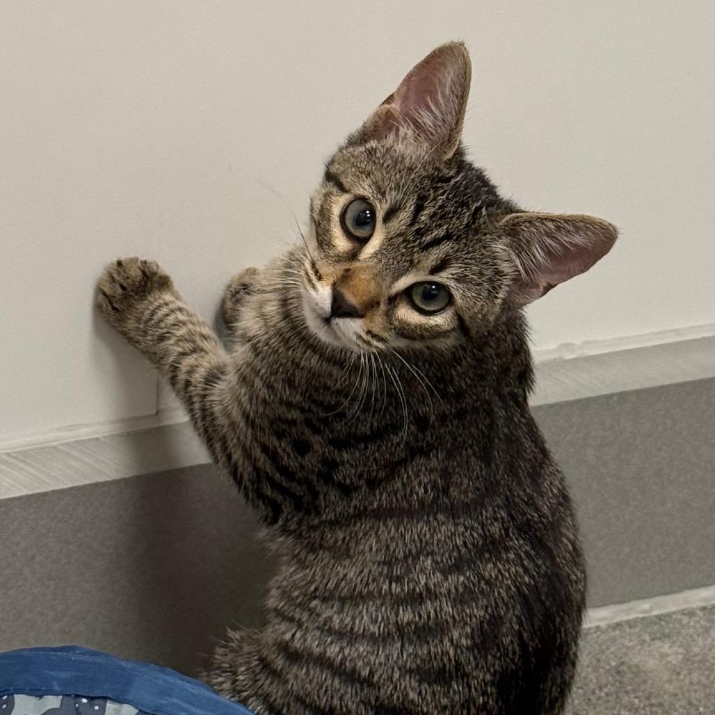 Enlarge Mouse, a Adoptable Domestic Short Hair in Pleasanton, CA image 2/5