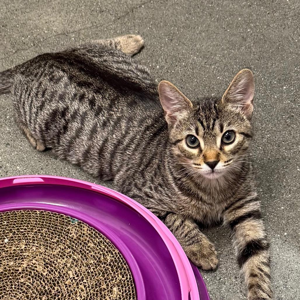 Enlarge Mouse, a Adoptable Domestic Short Hair in Pleasanton, CA image 3/5
