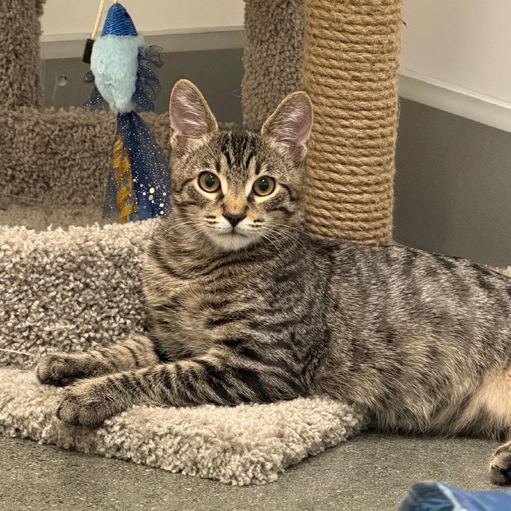 Enlarge Mouse, a Adoptable Domestic Short Hair in Pleasanton, CA image 4/5