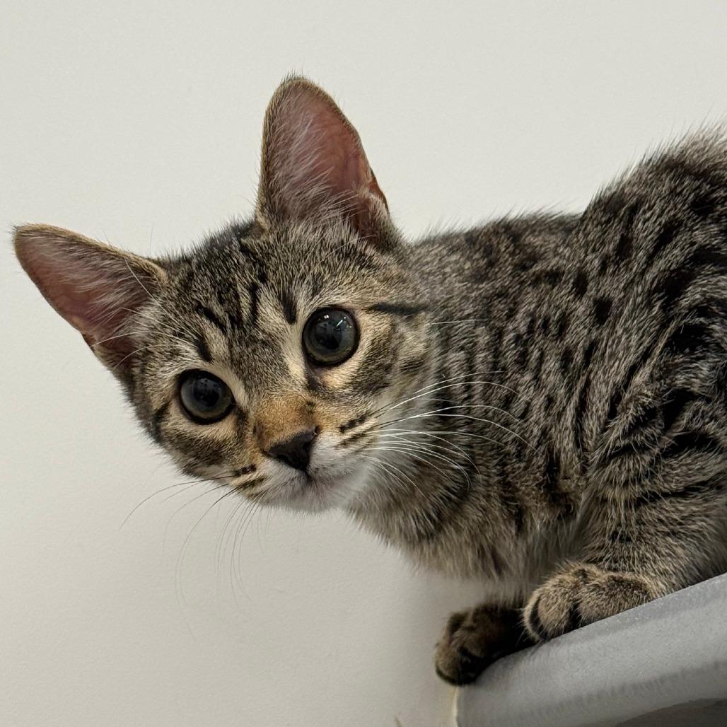Enlarge Mouse, a Adoptable Domestic Short Hair in Pleasanton, CA image 5/5