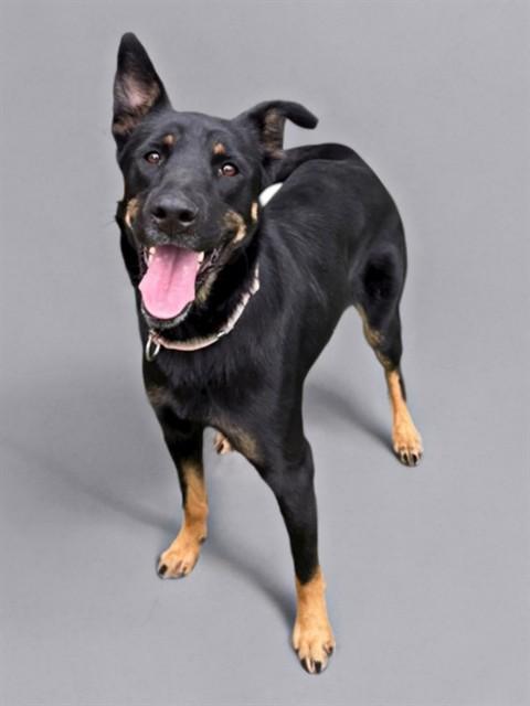 Enlarge NITA, a Adoptable German Shepherd Dog in Agoura, CA image 1/1