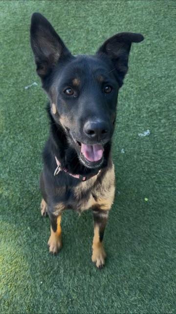 Enlarge NITA, a Adoptable German Shepherd Dog in Agoura, CA image 1/1