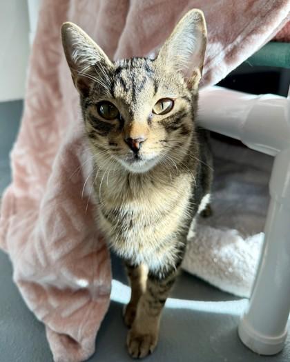 Spaghetti, Adoptable, Kitten Male Domestic Short Hair & Domestic Short Hair.