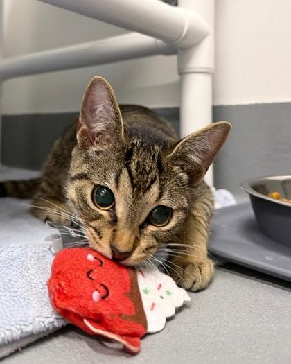 Enlarge Spaghetti, a Adoptable mixed breed in Saint Petersburg, FL image 1/1