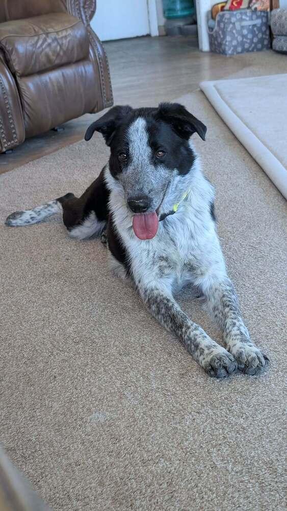 Bella, Adoptable, Young Female German Shorthaired Pointer & Border Collie.