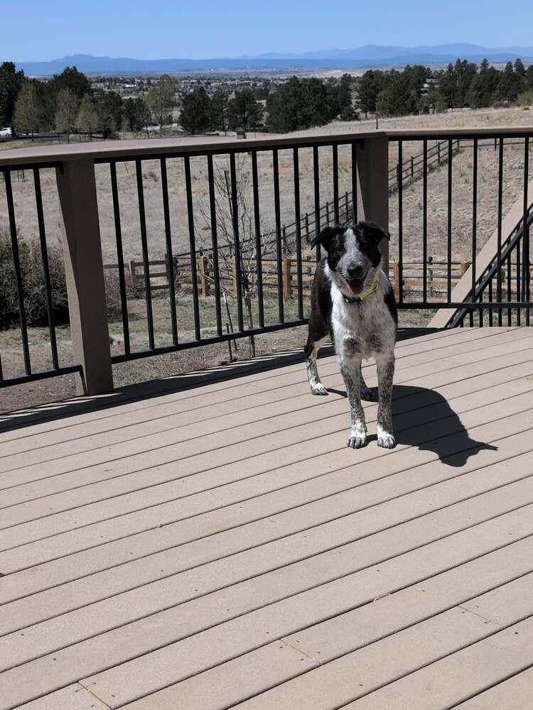 Enlarge Bella, a Adoptable mixed breed in Parker, CO image 2/4