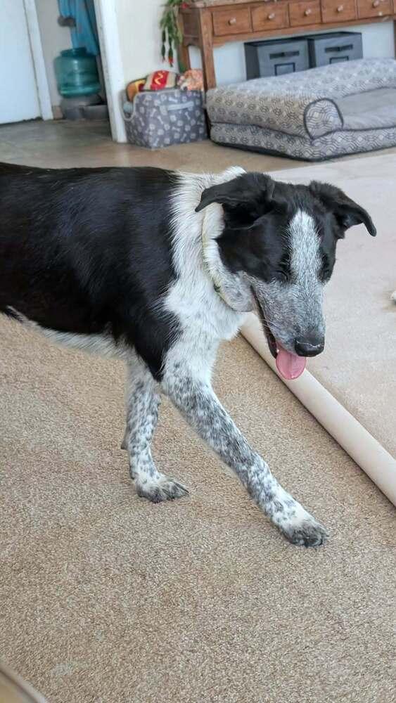 Enlarge Bella, a Adoptable mixed breed in Parker, CO image 3/4