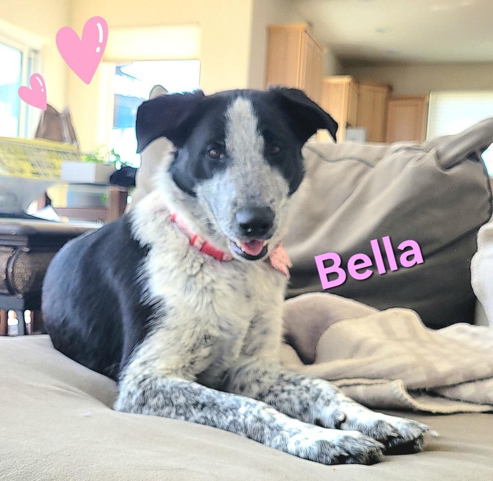 Enlarge Bella, a Adoptable mixed breed in Parker, CO image 4/4