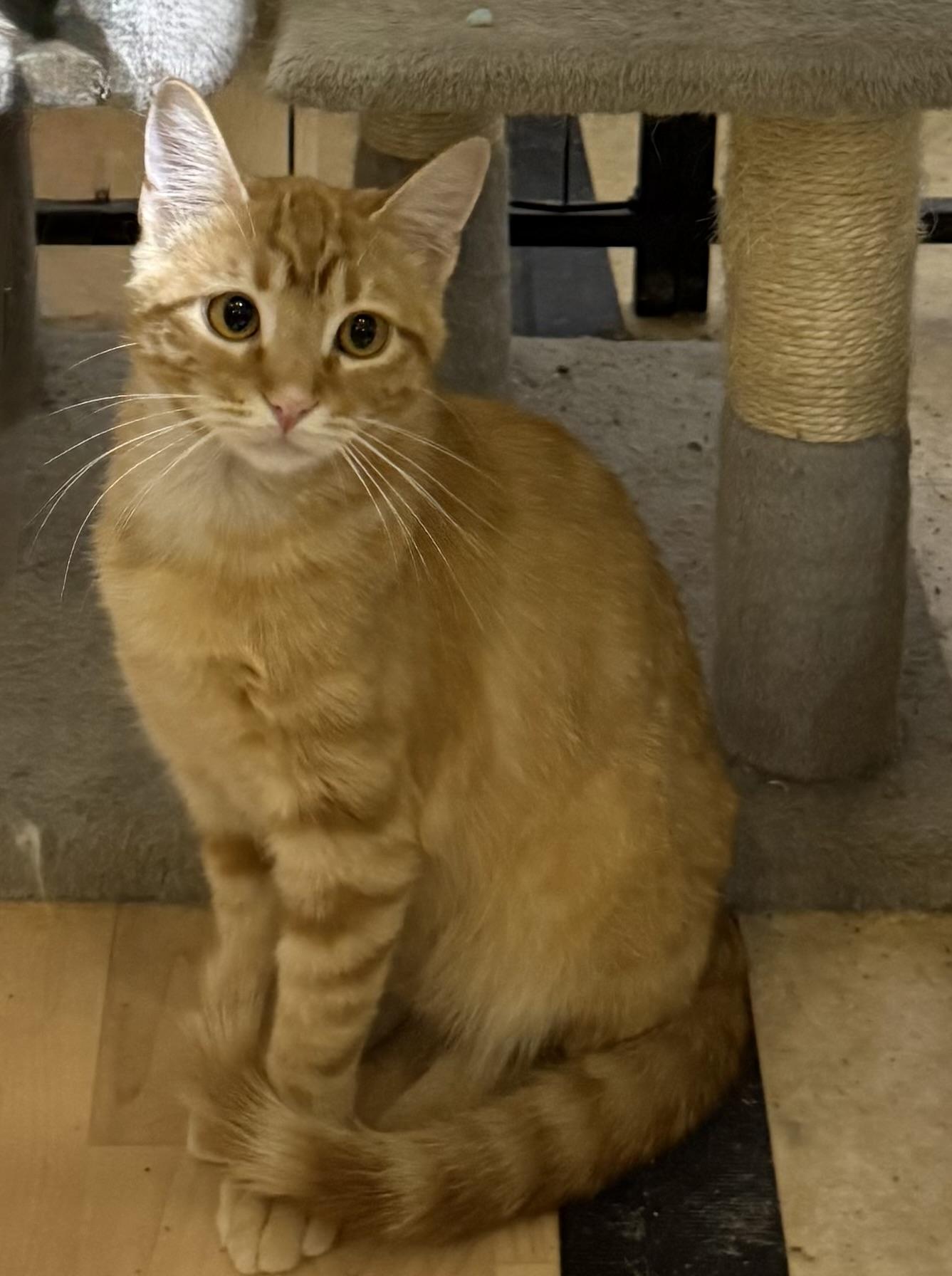 Enlarge Ronnie, a ADOPTABLE Tabby in Lake Ozark, MO image 1/1