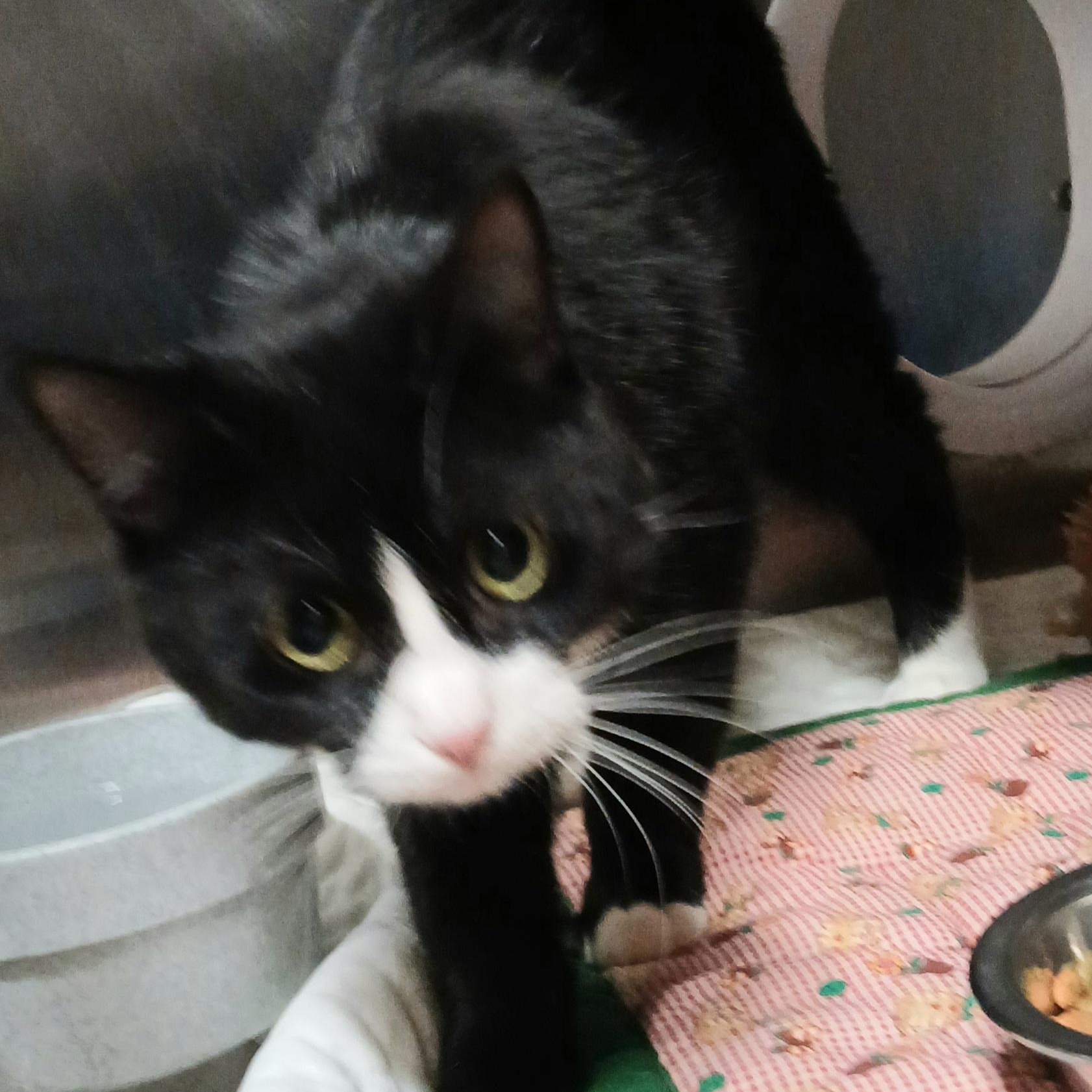 Rosemary (FeLV+), a Adoptable mixed breed in Germansville, PA image 2/3