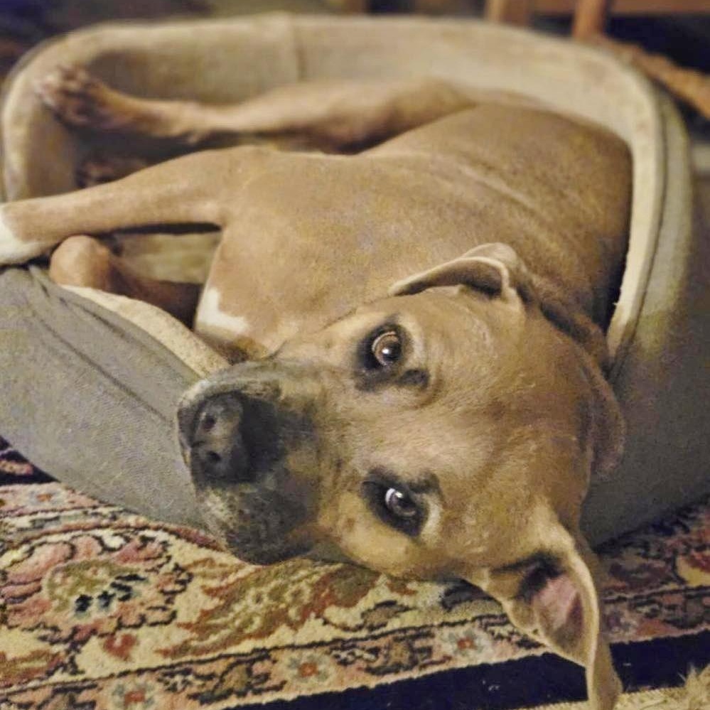 Enlarge Nala, a ADOPTABLE mixed breed in Traverse City, MI image 1/1