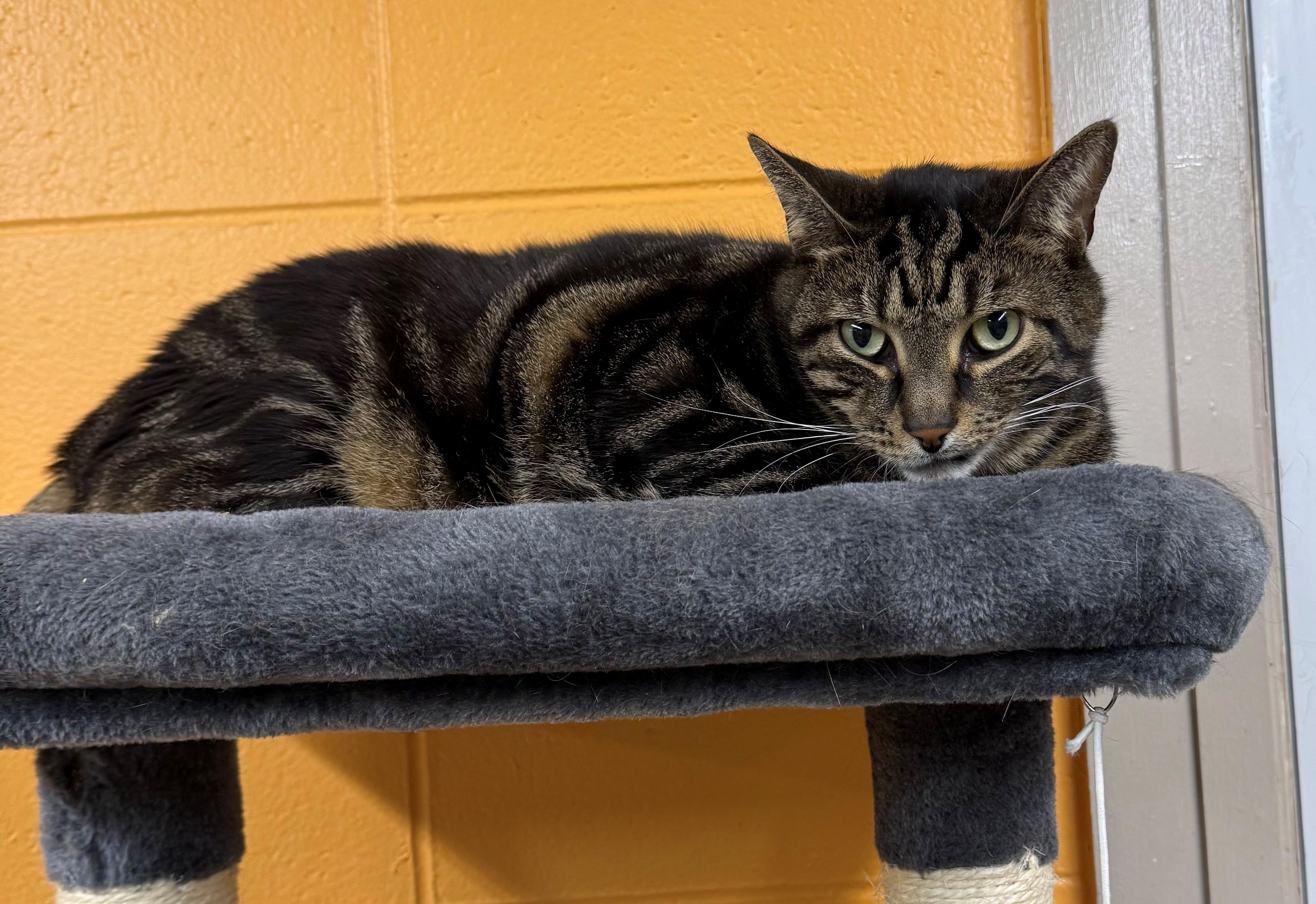 Enlarge Pixie, an adopted Domestic Short Hair in Edison, NJ image 1/1