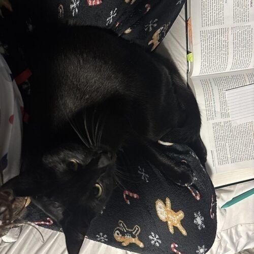 Maui, Adoptable, Young Male Domestic Short Hair.