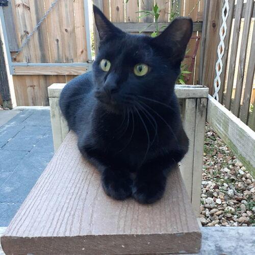 Enlarge Maui, a Adoptable Domestic Short Hair in Tampa, FL image 2/5
