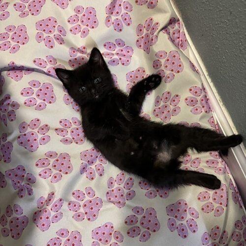 Enlarge Maui, a Adoptable Domestic Short Hair in Tampa, FL image 3/5