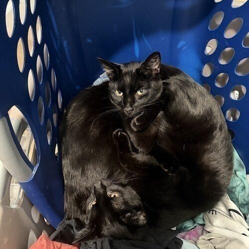 Enlarge Maui, a Adoptable Domestic Short Hair in Tampa, FL image 4/5