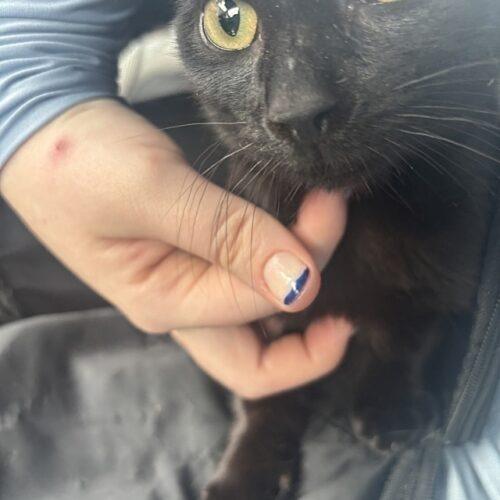 Enlarge Maui, a Adoptable Domestic Short Hair in Tampa, FL image 5/5