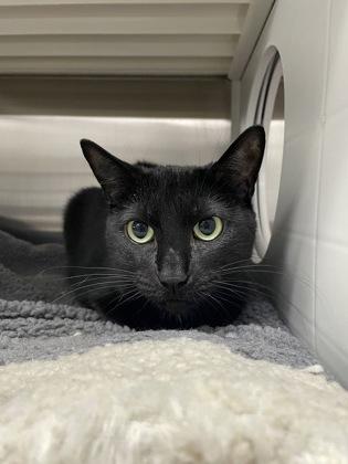 Enlarge Mona, a Adoptable mixed breed in Fort Worth, TX image 1/1
