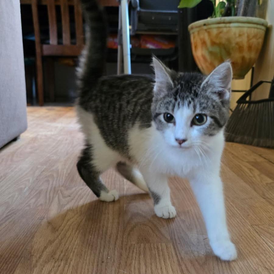 Ida, Adoptable, Kitten Female Domestic Short Hair & Domestic Short Hair.