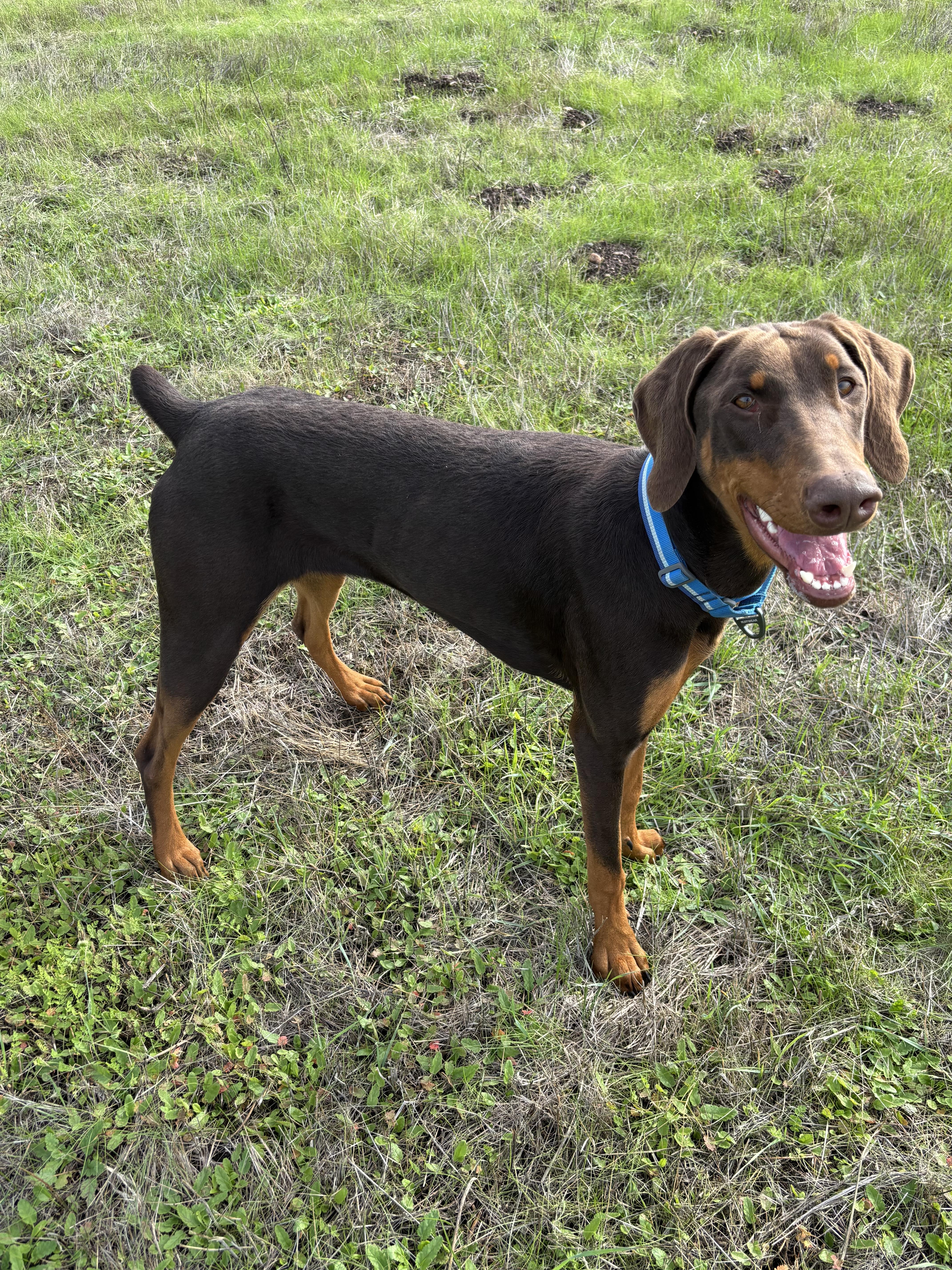 Stoli, a Adoptable mixed breed in Tracy, CA image 1/5