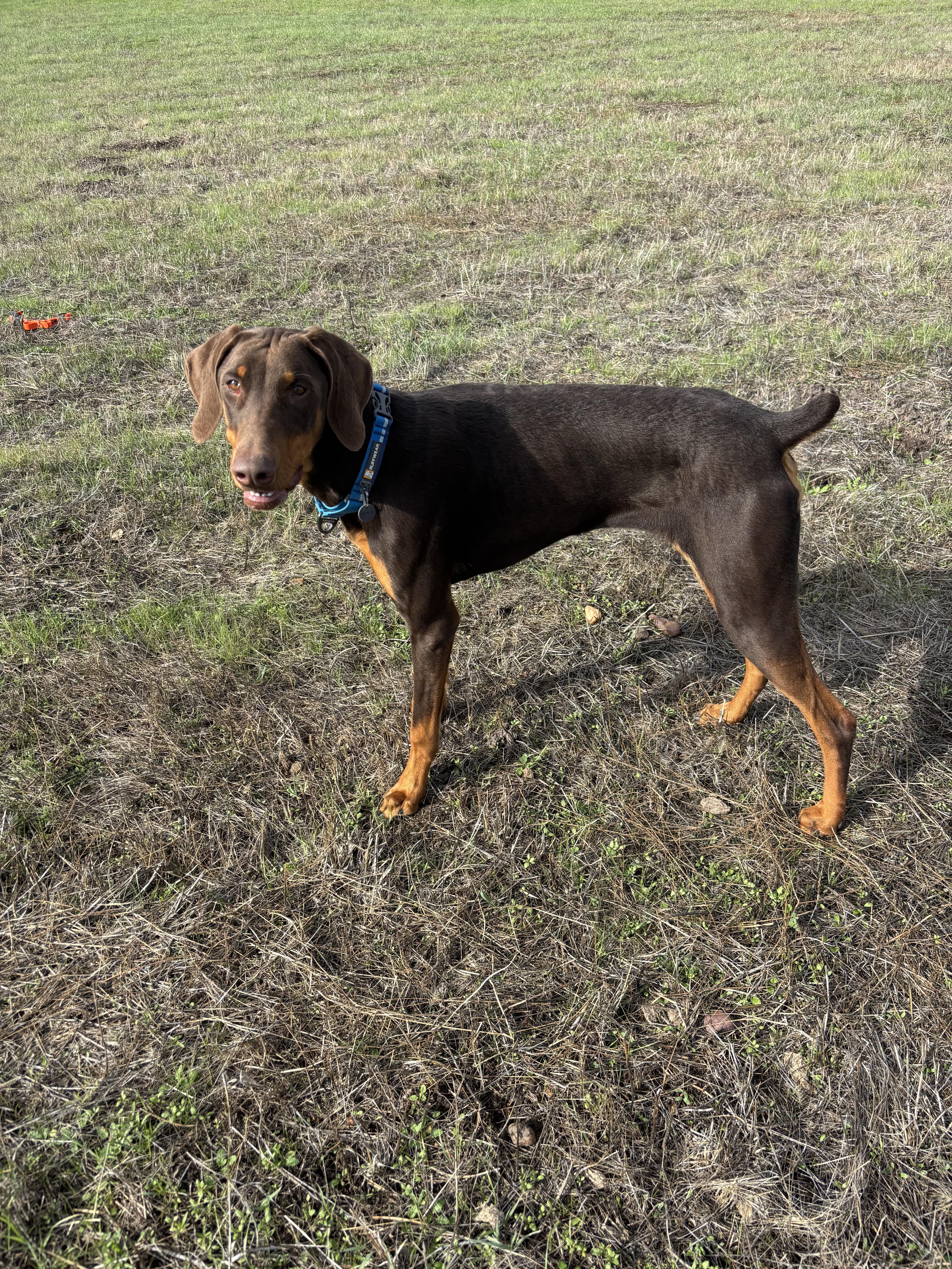 Stoli, a Adoptable mixed breed in Tracy, CA image 2/5