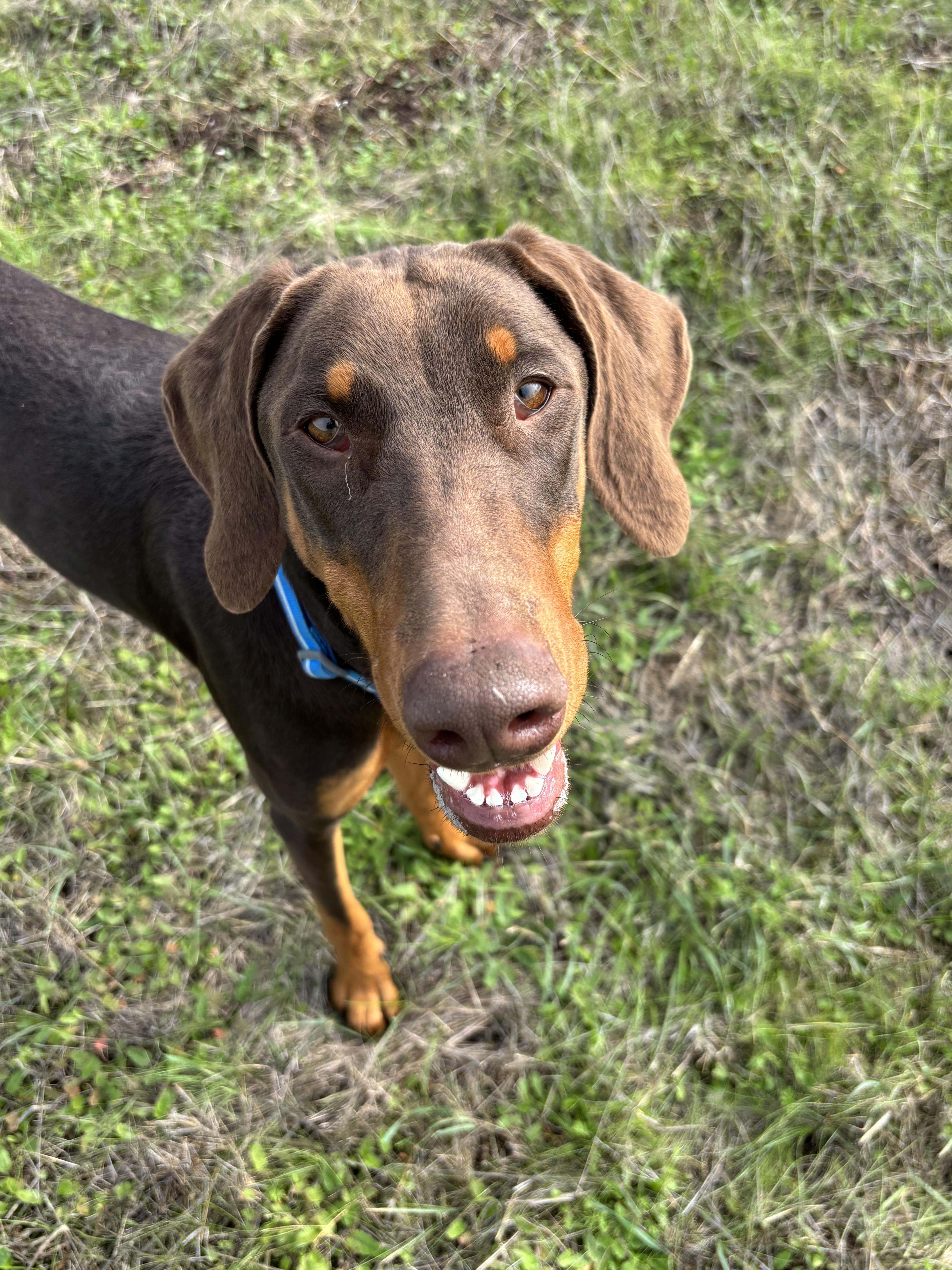 Stoli, a Adoptable mixed breed in Tracy, CA image 3/5