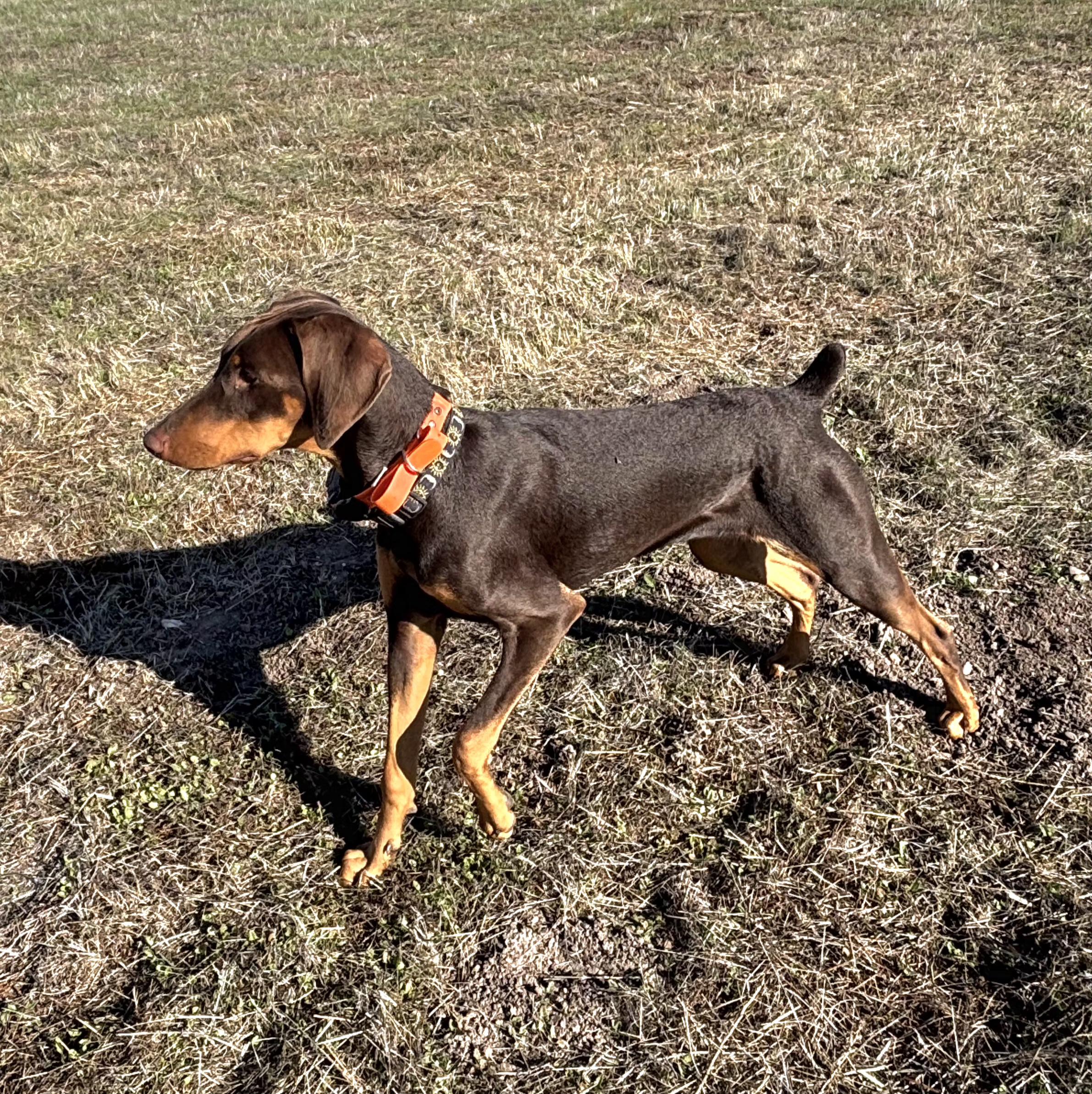 Stoli, a Adoptable mixed breed in Tracy, CA image 4/5