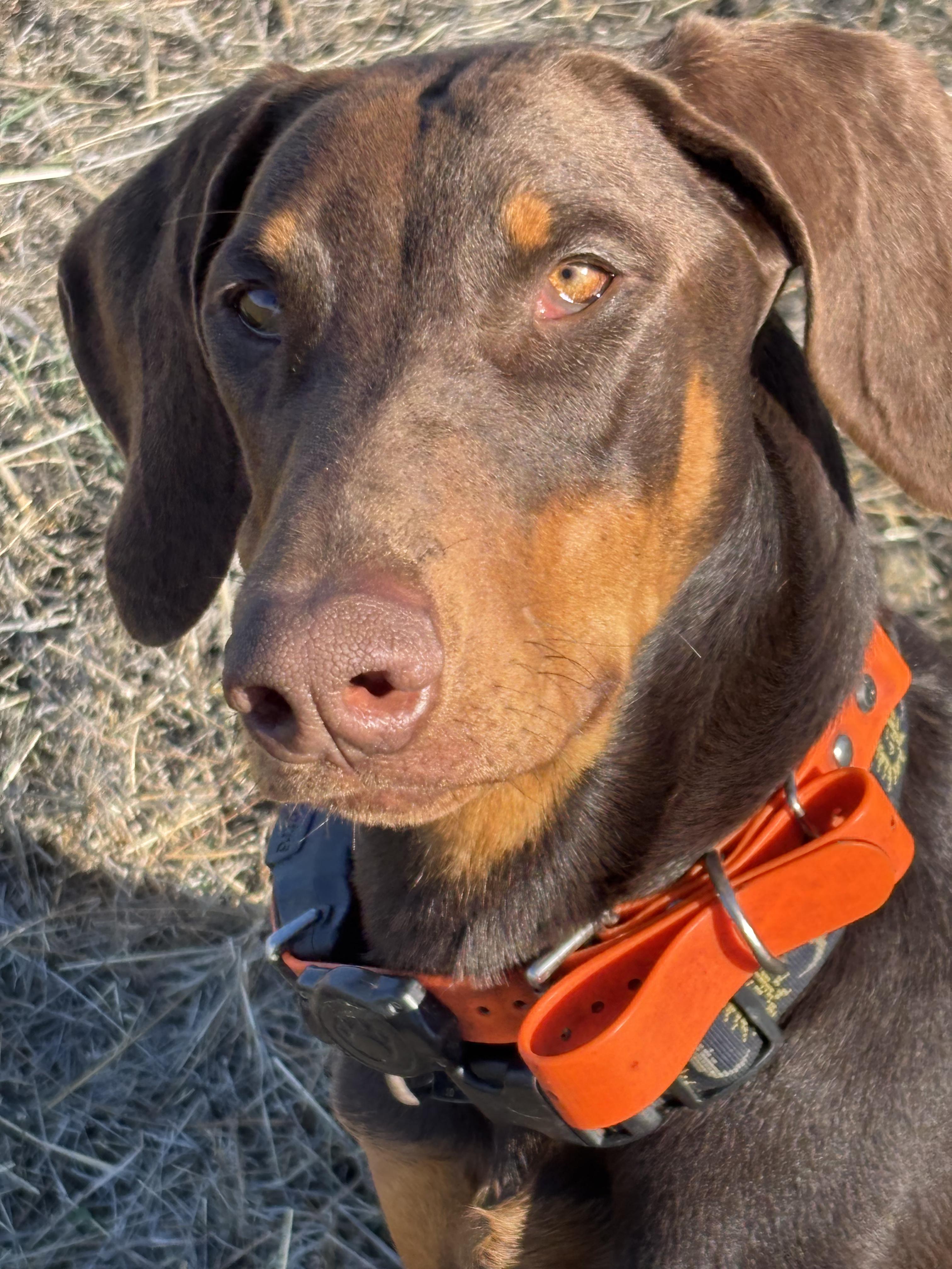 Stoli, a Adoptable mixed breed in Tracy, CA image 5/5