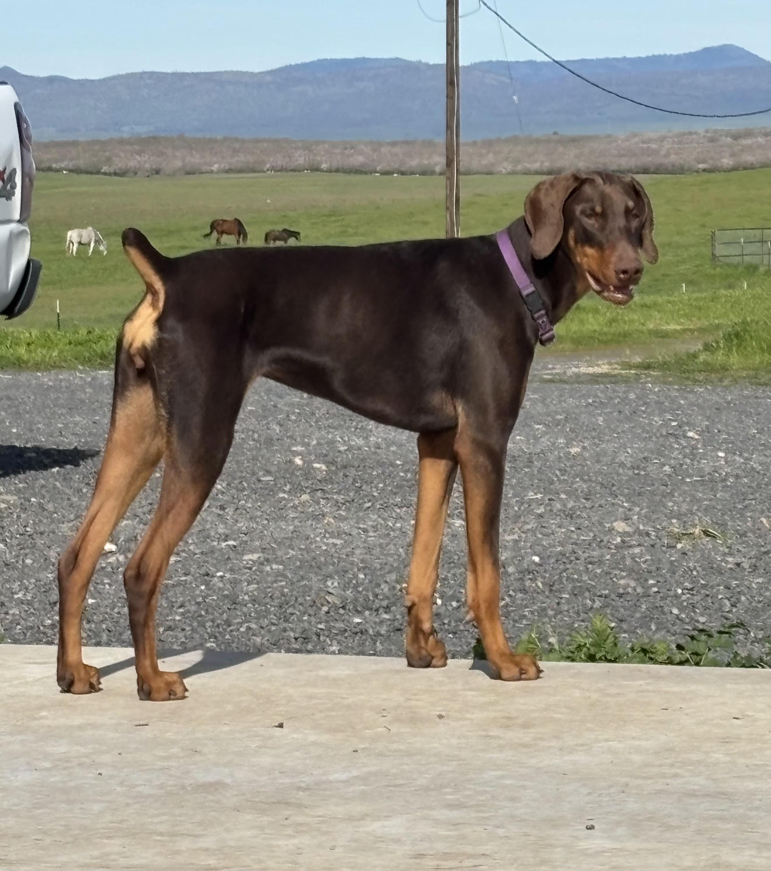 Stoli, Adoptable, Adult Female Doberman Pinscher.