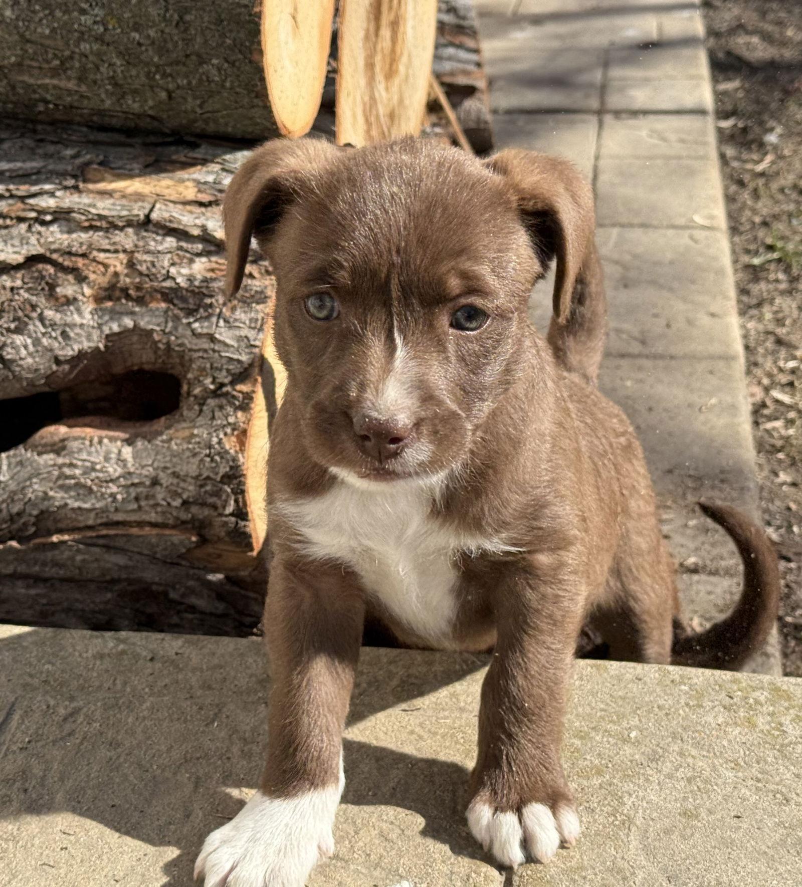 Enlarge Hershie, a Adoptable mixed breed in Fenton, MO image 1/3