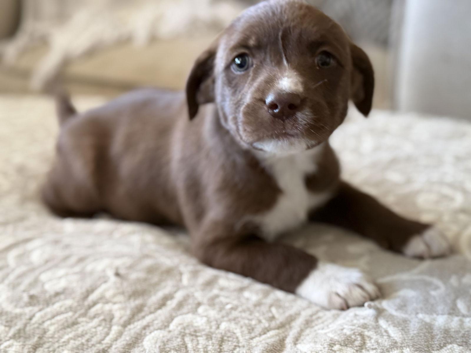 Enlarge Hershie, a Adoptable mixed breed in Fenton, MO image 3/3