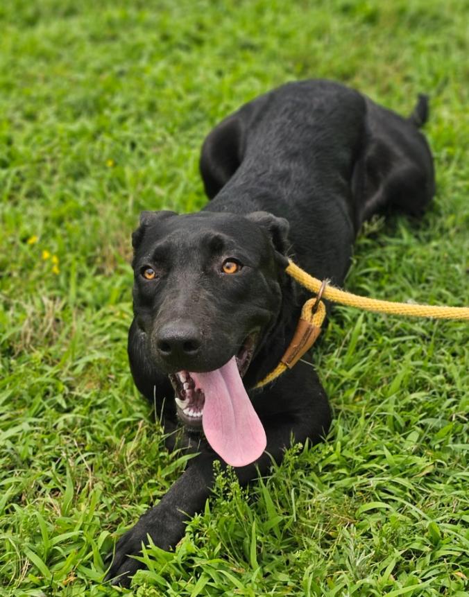 Airis, ADOPTABLE, Young Female Australian Cattle Dog / Blue Heeler & American Staffordshire Terrier.