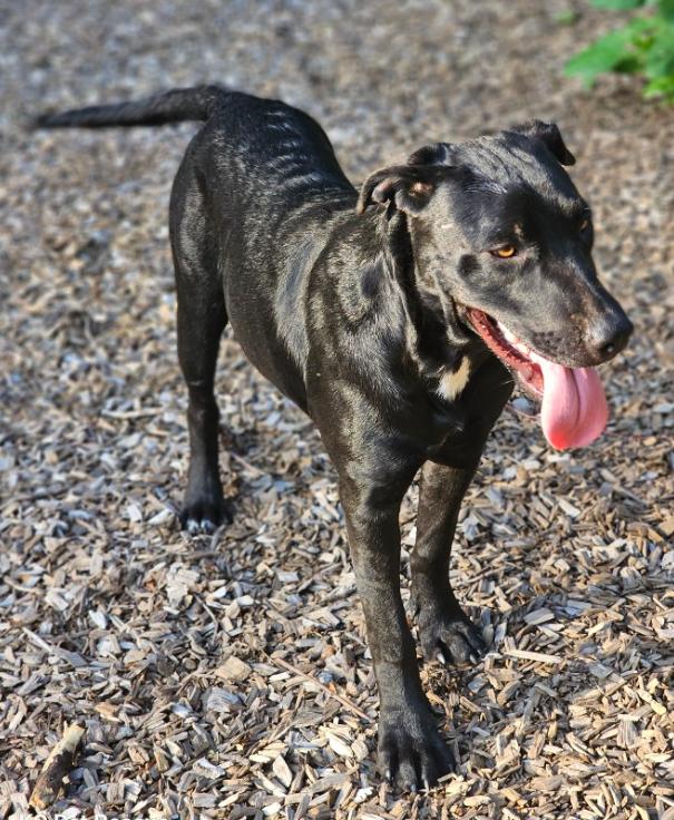 Enlarge Airis, a ADOPTABLE mixed breed in Williston, VT image 2/4
