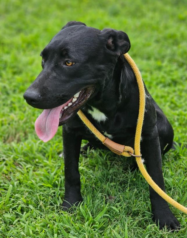 Enlarge Airis, a ADOPTABLE mixed breed in Williston, VT image 3/4