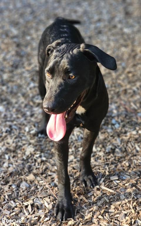 Enlarge Airis, a ADOPTABLE mixed breed in Williston, VT image 4/4