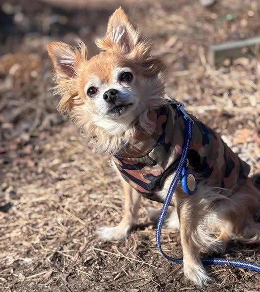 Fenny, adoptable, Senior Male Chihuahua.