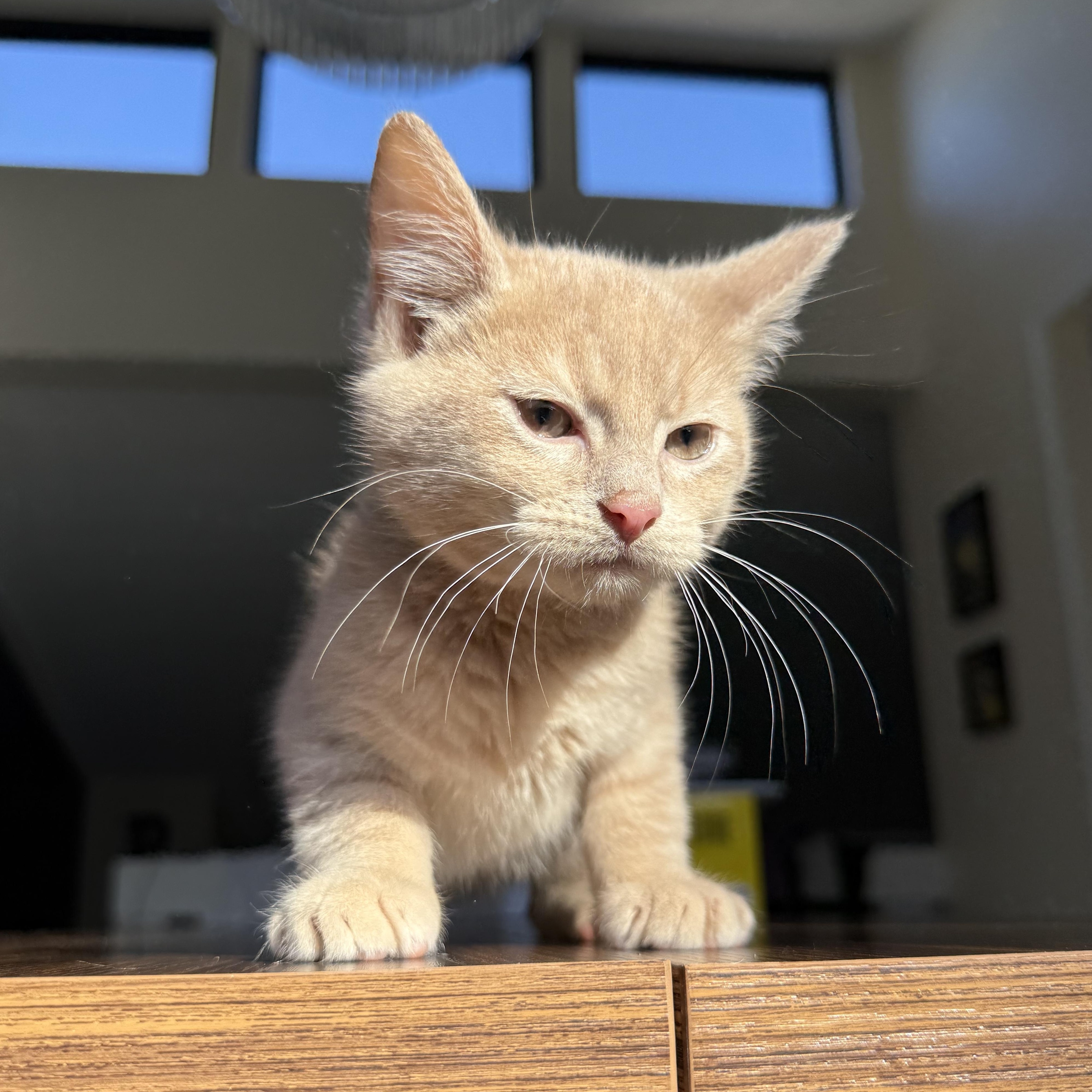 Enlarge Hickory, a Adopted Domestic Short Hair in Miamisburg, OH image 4/6