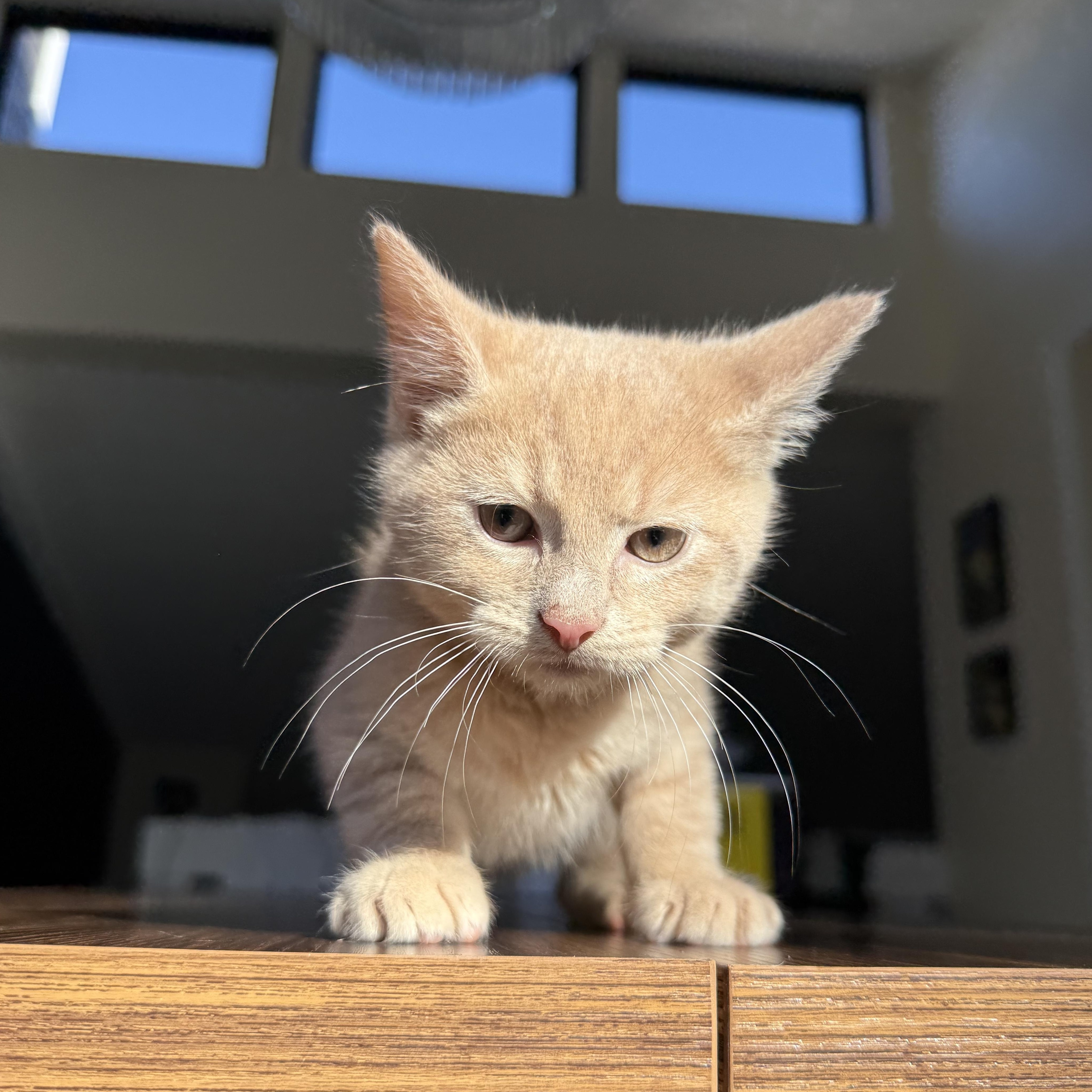 Enlarge Hickory, a Adopted Domestic Short Hair in Miamisburg, OH image 2/6